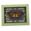 Real Framed Monarch Butterfly Gothic Scrolls Danaus plexippus Female Resting Taxidermy Sage Green Display