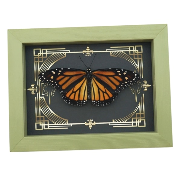 Real Framed Monarch Butterfly Gothic Scrolls Danaus plexippus Female Resting Taxidermy Sage Green Display