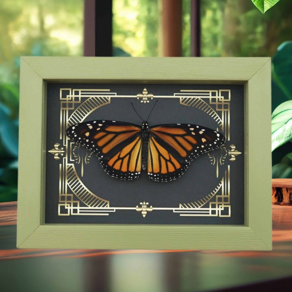 Real Framed Monarch Butterfly Gothic Scrolls Danaus plexippus Female Resting Taxidermy Sage Green Display Real Framed Monarch Butterfly Gothic Scrolls Danaus plexippus Female Resting Taxidermy Sage Green Display