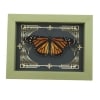 Real Framed Monarch Butterfly Gothic Scrolls Danaus plexippus Female Resting Taxidermy Sage Green Display
