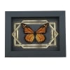 Real Framed Monarch Butterfly Art Deco Double Border Danaus plexippus Taxidermy Display