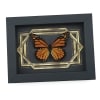 Real Framed Monarch Butterfly Art Deco Double Border Danaus plexippus Taxidermy Display