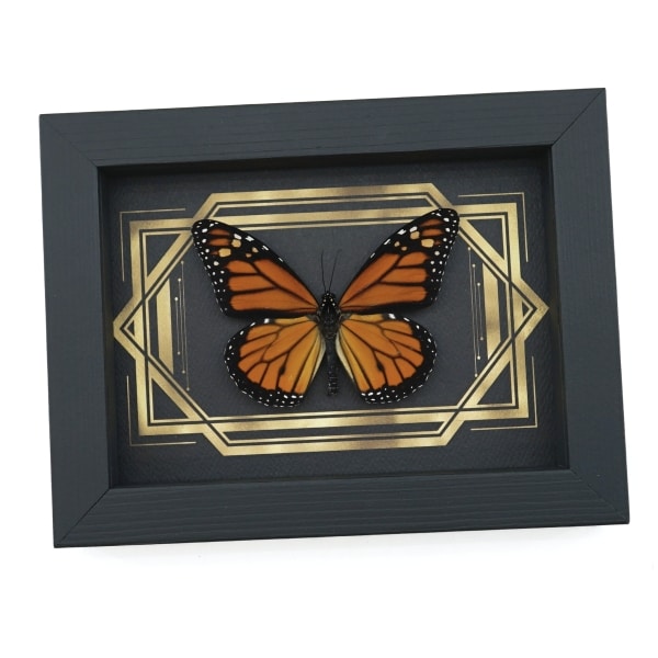 Real Framed Monarch Butterfly Art Deco Double Border Danaus plexippus Taxidermy Display
