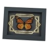 Real Framed Monarch Butterfly Art Deco Double Border Danaus plexippus Taxidermy Display