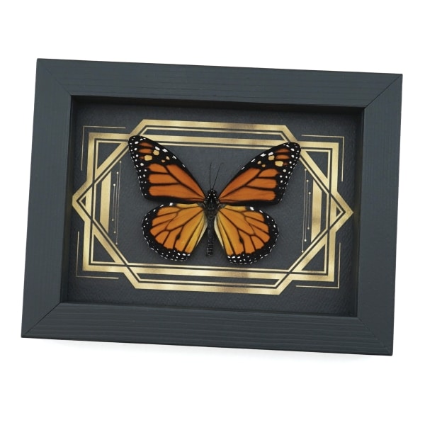 Real Framed Monarch Butterfly Art Deco Double Border Danaus plexippus Taxidermy Display