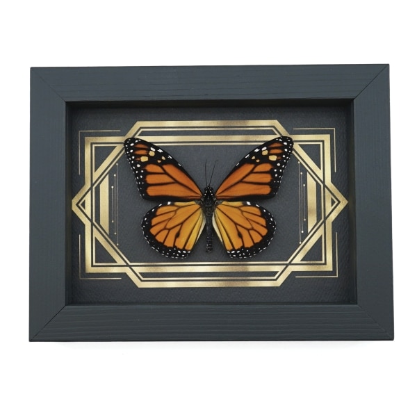 Real Framed Monarch Butterfly Art Deco Double Border Danaus plexippus Taxidermy Display