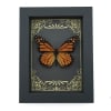 Real Framed Monarch Butterfly Art Deco Golden Scrolls Danaus plexippus Taxidermy Display