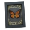 Real Framed Monarch Butterfly Art Deco Golden Scrolls Danaus plexippus Taxidermy Display