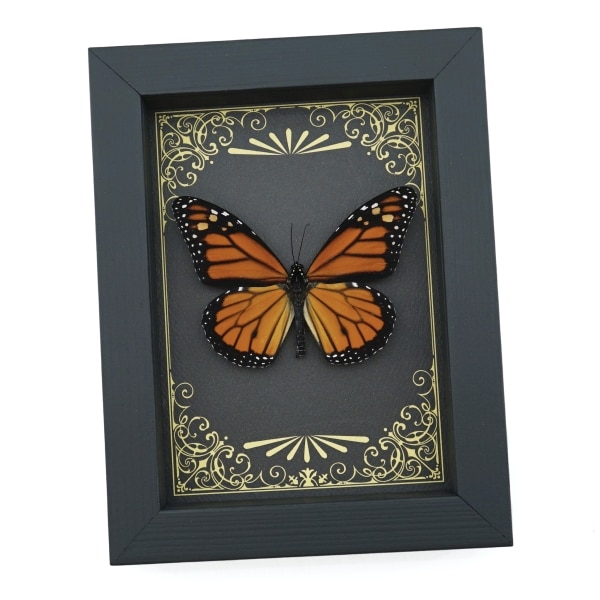 Real Framed Monarch Butterfly Art Deco Golden Scrolls Danaus plexippus Taxidermy Display
