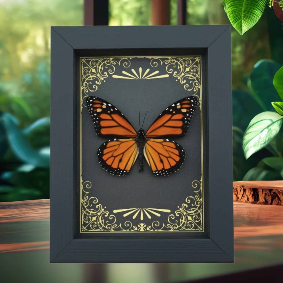 Real Framed Monarch Butterfly Art Deco Golden Scrolls Danaus plexippus Taxidermy Display Real Framed Monarch Butterfly Art Deco Golden Scrolls Danaus plexippus Taxidermy Display
