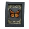 Real Framed Monarch Butterfly Art Deco Golden Scrolls Danaus plexippus Taxidermy Display