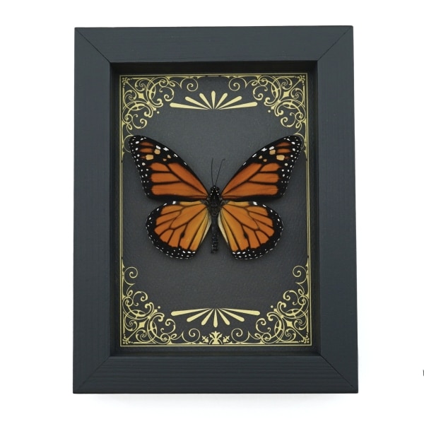 Real Framed Monarch Butterfly Art Deco Golden Scrolls Danaus plexippus Taxidermy Display