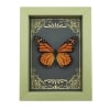 Real Framed Monarch Butterfly Art Deco Golden Scrolls Danaus plexippus Taxidermy Sage Green Display