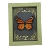 Real Framed Monarch Butterfly Art Deco Golden Scrolls Danaus plexippus Taxidermy Sage Green Display