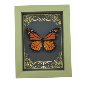 Real Framed Monarch Butterfly Art Deco Golden Scrolls Danaus plexippus Taxidermy Sage Green Display
