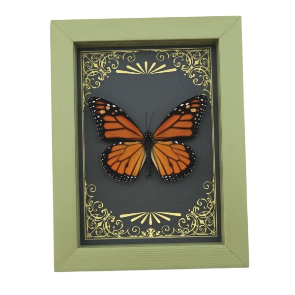 Real Framed Monarch Butterfly Art Deco Golden Scrolls Danaus plexippus Taxidermy Sage Green Display