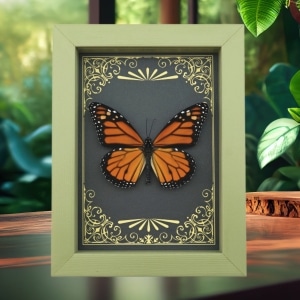 Real Framed Monarch Butterfly Art Deco Golden Scrolls Danaus plexippus Taxidermy Sage Green Display