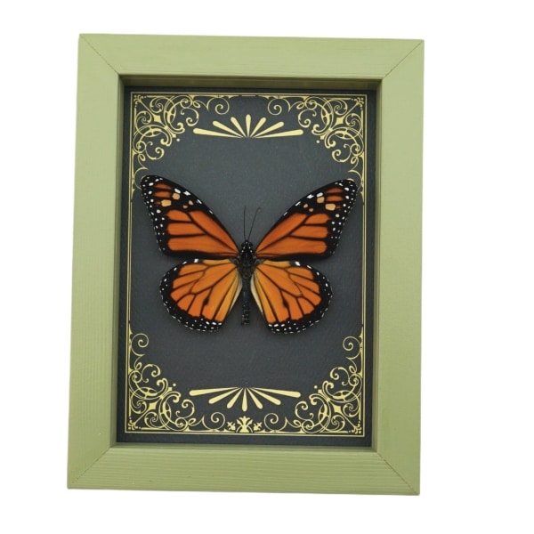 Real Framed Monarch Butterfly Art Deco Golden Scrolls Danaus plexippus Taxidermy Sage Green Display