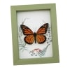 Real Framed Monarch Butterfly Ferns Mushrooms Danaus plexippus Taxidermy Sage Green Display