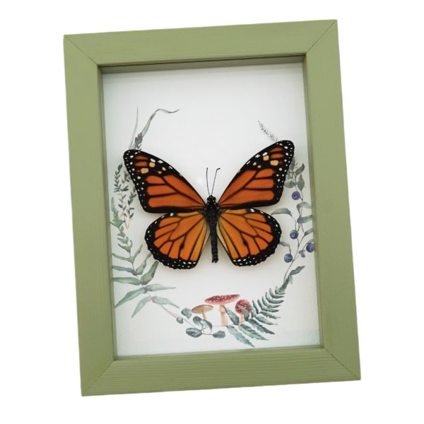 Real Framed Monarch Butterfly Ferns Mushrooms Danaus plexippus Taxidermy Sage Green Display