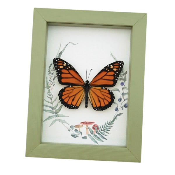 Real Framed Monarch Butterfly Ferns Mushrooms Danaus plexippus Taxidermy Sage Green Display