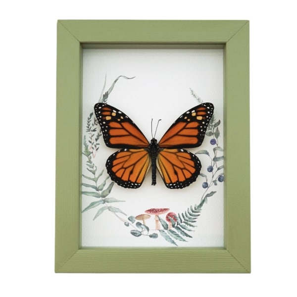Real Framed Monarch Butterfly Ferns Mushrooms Danaus plexippus Taxidermy Sage Green Display