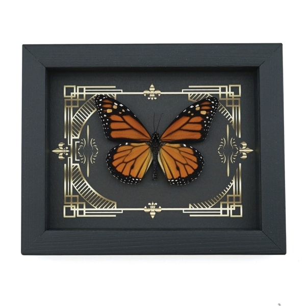 Real Framed Monarch Butterfly Gothic Scrolls Danaus plexippus Taxidermy Display