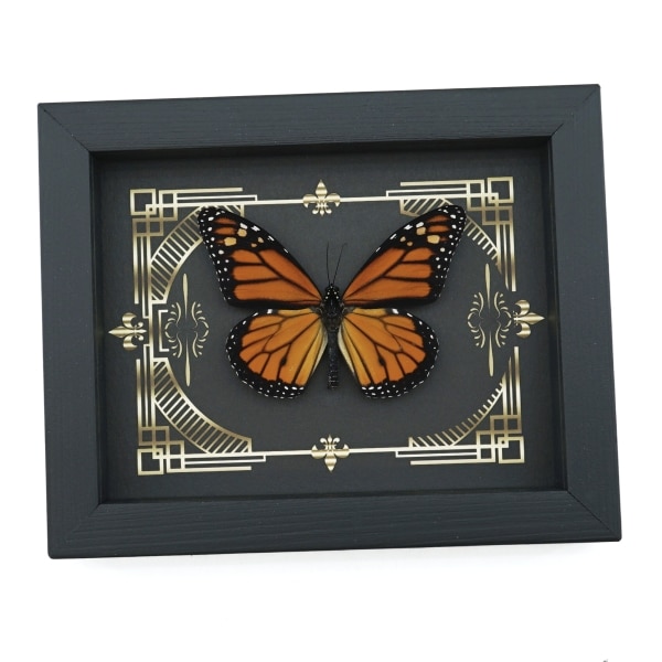 Real Framed Monarch Butterfly Gothic Scrolls Danaus plexippus Taxidermy Display