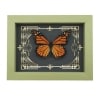 Real Framed Monarch Butterfly Gothic Scrolls Danaus plexippus Taxidermy Sage Green Display