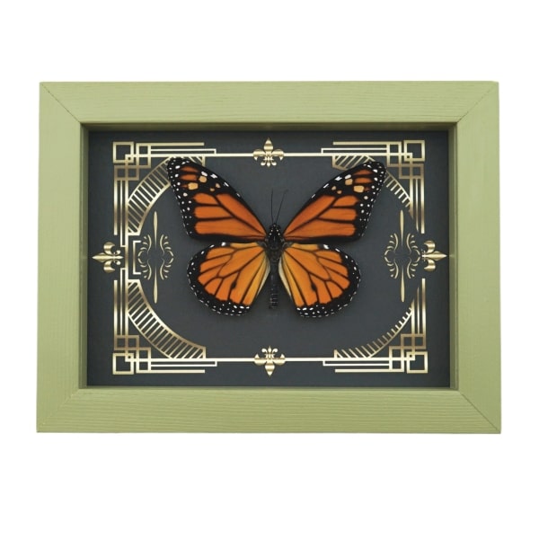 Real Framed Monarch Butterfly Gothic Scrolls Danaus plexippus Taxidermy Sage Green Display