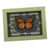 Real Framed Monarch Butterfly Gothic Scrolls Danaus plexippus Taxidermy Sage Green Display