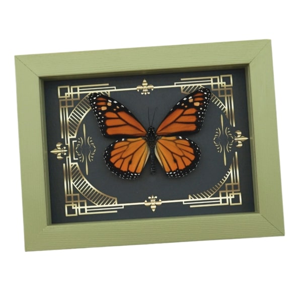 Real Framed Monarch Butterfly Gothic Scrolls Danaus plexippus Taxidermy Sage Green Display