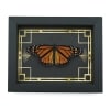 Real Framed Monarch Butterfly Art Deco border Danaus plexippus Resting Taxidermy Display