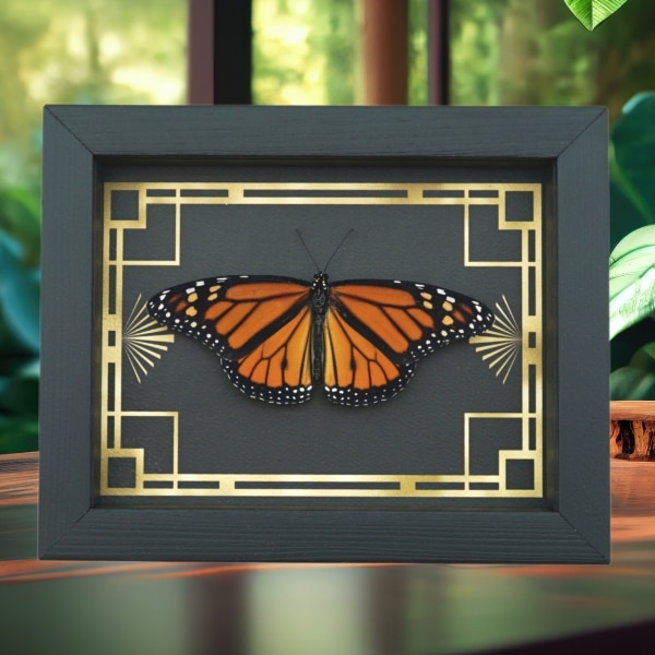 Real Framed Monarch Butterfly Art Deco border Danaus plexippus Resting Taxidermy Display Real Framed Monarch Butterfly Art Deco border Danaus plexippus Resting Taxidermy Display
