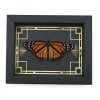 Real Framed Monarch Butterfly Art Deco border Danaus plexippus Resting Taxidermy Display