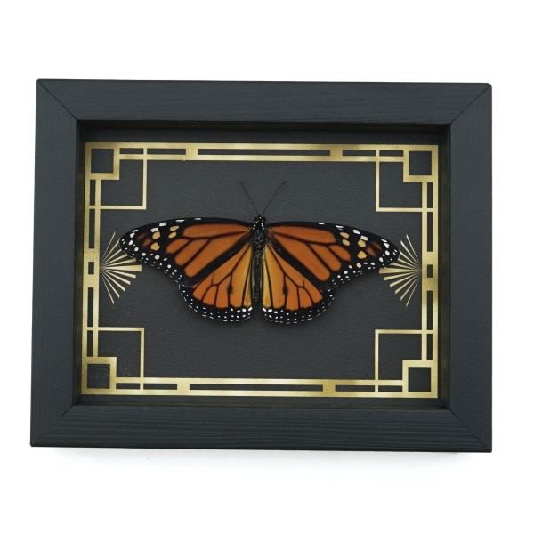 Real Framed Monarch Butterfly Art Deco border Danaus plexippus Resting Taxidermy Display