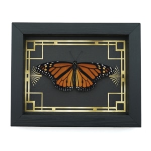 Real Framed Monarch Butterfly Art Deco border Danaus plexippus Resting Taxidermy Display