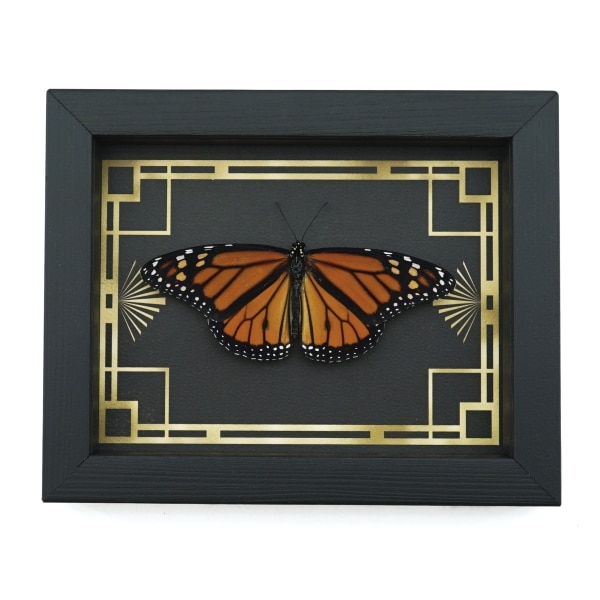 Real Framed Monarch Butterfly Art Deco border Danaus plexippus Resting Taxidermy Display