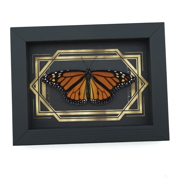 Real Framed Monarch Butterfly Art Deco Double Border Danaus plexippus Resting Taxidermy Display