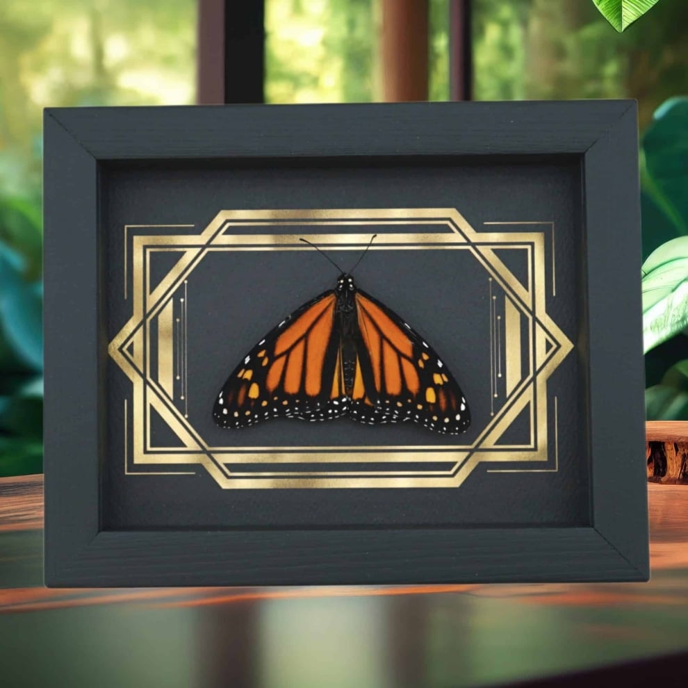 Real Framed Monarch Butterfly Art Deco Double Border Danaus plexippus Resting Taxidermy Real Framed Monarch Butterfly Art Deco Double Border Danaus plexippus Resting Taxidermy