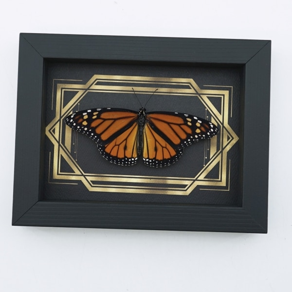 Real Framed Monarch Butterfly Art Deco Double Border Danaus plexippus Resting Taxidermy Display