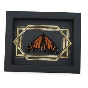 Real Framed Monarch Butterfly Art Deco Double Border Danaus plexippus Resting Taxidermy