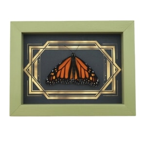 Real Framed Monarch Butterfly Art Deco Double Border Danaus plexippus Resting Taxidermy Sage Green