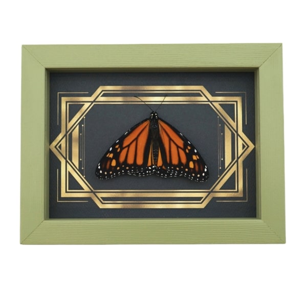Real Framed Monarch Butterfly Art Deco Double Border Danaus plexippus Resting Taxidermy Sage Green