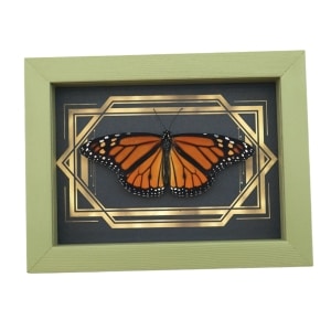 Real Framed Monarch Butterfly Art Deco Double Border Danaus plexippus Resting Taxidermy Sage Green Display