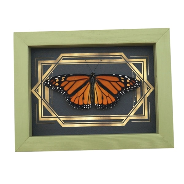 Real Framed Monarch Butterfly Art Deco Double Border Danaus plexippus Resting Taxidermy Sage Green Display