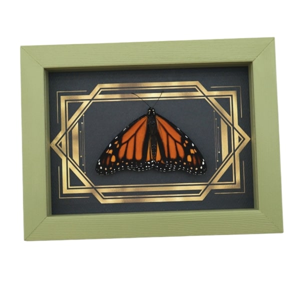 Real Framed Monarch Butterfly Art Deco Double Border Danaus plexippus Resting Taxidermy Sage Green