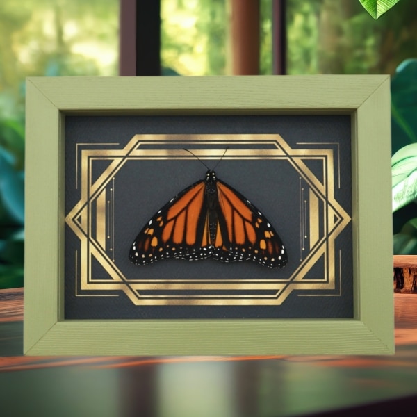 Real Framed Monarch Butterfly Art Deco Double Border Danaus plexippus Resting Taxidermy Sage Green