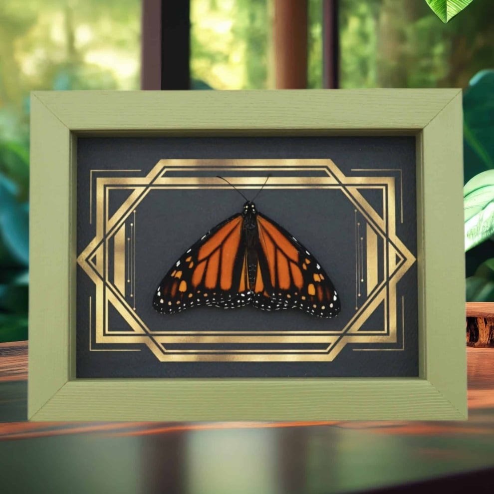 Real Framed Monarch Butterfly Art Deco Double Border Danaus plexippus Resting Taxidermy Sage Green Real Framed Monarch Butterfly Art Deco Double Border Danaus plexippus Resting Taxidermy Sage Green