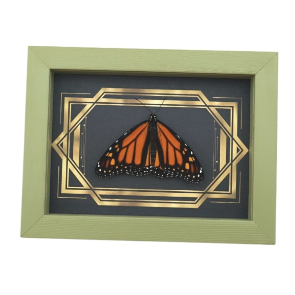 Real Framed Monarch Butterfly Art Deco Double Border Danaus plexippus Resting Taxidermy Sage Green